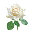 Beautiful rose flower isolated on white