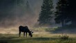 Uses early morning mist to enhance the silhouette of a moose grazing in a meadow, the deep greens of the grass and trees enveloping the scene in mystery and rugged beauty