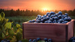 Blueberries harvested in a wooden box in a farm with sunset. Natural organic fruit abundance. Agriculture, healthy and natural food concept.