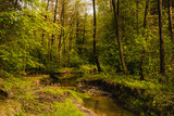Fototapeta  - Sztoła płynąca w lesie w Bukownie