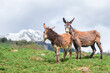 Pair of donkeys in a mountain meadow