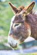 Close-up of a donkey with staggered ears