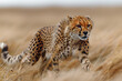 Cheetah stalking fro prey in savanna