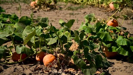 Wall Mural - Small pumpkins grow in a field in the open ground