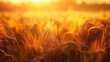 Barley field with sunset backlighting and spike plants