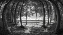 Majestic Black And White Forest Clearing Captured With Fisheye Lens, Featuring A Radiant Sunburst