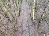Fototapeta  - Tory starej, opuszczonej bocznicy kolejowej zarośnięte dzisiaj drzewami i krzakami