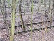 Tory starej, opuszczonej bocznicy kolejowej zarośnięte dzisiaj drzewami i krzakami