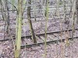 Fototapeta  - Tory starej, opuszczonej bocznicy kolejowej zarośnięte dzisiaj drzewami i krzakami