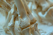A crisp, close-up shot showcasing the intricate bone joints anatomy of the lower limbs.