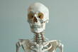 A detailed HD image of a human skeleton, anatomically accurate and gracefully posed.
