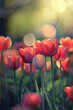 Colorful tulips in full bloom. Spring flowers in the garden. Bokeh background.