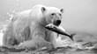 Polar bear catches fish, wild animals concept, white background, banner