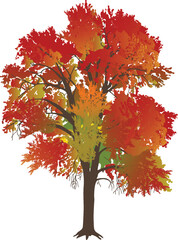 Wall Mural - bright red fall tree isolated on white background