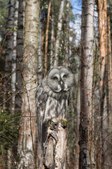 Wall Mural - A large grey owl (Strix nebulosa) sits on a tree in the forest