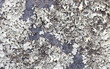 grey lichen colony on stone closeup