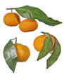 four ripe orange tangerines with long leaves on white