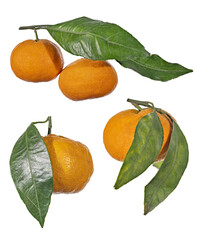 Wall Mural - four ripe orange tangerines with long leaves on white