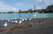 Seagulls on the boat ramp. Takapuna skyline in the distance. Takapuna Beach. Auckland.