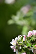Gärten mit weißen und pinken Apfel Blüten im Frühling für Gärtnereien und Floristen in Deutschland mit schönem Freiraum im Hintergrund als Glückwunschkarte