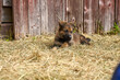 Beautiful German Shepherd puppies playing in their run on a sunny spring afternoon in Skaraborg Sweden