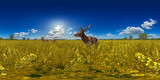 Fototapeta Londyn - stag and doe deers in a agricultural rapeseed field under a blue summer sky 360° vr equirectangular environment 14k