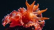 Red white anemone orange tentacles
