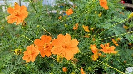 orange flowers in the grass