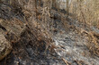 After Bushfires burning has caused degradation of the tropical forest ecosystem
