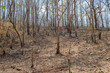After Bushfires burning in tropical forest wildlife can perish as a result of habitat loss with food sources.