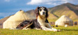 A hunting dog sits on the grass against the backdrop of a yurt camp in the mountains. Beautiful hunting dog Tazu is resting on the lawn. Happy pet on a walk.