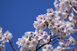 Close-up shot of white and pink Sakura flowers on a branch with blue sky, nature in Japan concept
