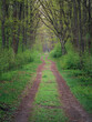 Leśna ścieżka wczesną wiosną w Parku Narodowym - Kampinoski Park Narodowy