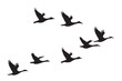 © Pixzot - Set of silhouettes of flying geese. Birds flock with V formation. Geese migrating season