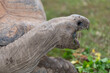 Head shot of an Aldabra giant tortoise (aldabrachelys gigantea)