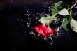 single red rose splashes into water.