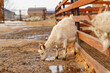 Goat is standing next to a fence on a farm, showcasing agriculture and farm life.