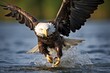 An eagle diving to catch a fish.