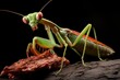 A praying mantis ambushing its prey.