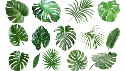 Wall Mural - collection of green and tropical monstera palms