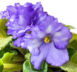 Domestic room African violet. Macro flower of blue-purple violet flowers with glitter and wavy edge.