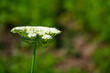 White flowers bloom on a slender green stem, highlighted against the soft focus of lush greenery in the backdrop.