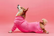 © Pacharee - Cute dog doing yoga exercise on color background.