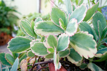 Light Blue And Turquoise Leaves Of The Kalanchoe Fedtschenkoi Plant