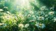 A field of daisies with the sun shining through the petals.