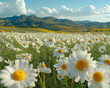 Vibrant field of white daisies in full bloom with rolling hills and a partly cloudy sky in the background.