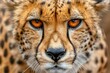 Close-Up of Wild Cheetah Face in Tanzania. Stunningly Beautiful Yellow Spotted Fur Coat Animal from African Wilderness, Perfect for Wildlife Scene