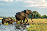 Fototapeta Sawanna - Close encounter with Elephants crossing the Chobe river between Namibia and Botswana in the late afternoon seen from a boat.