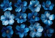 Set of beautiful blue flowers in full bloom isolated on a dark black background