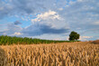 A field of wheat and corn over which a storm cell is forming